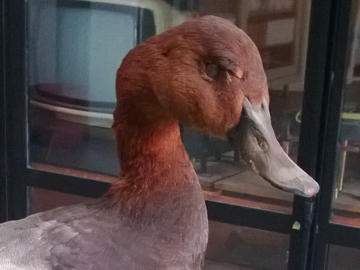 Determinazione Palmipede due